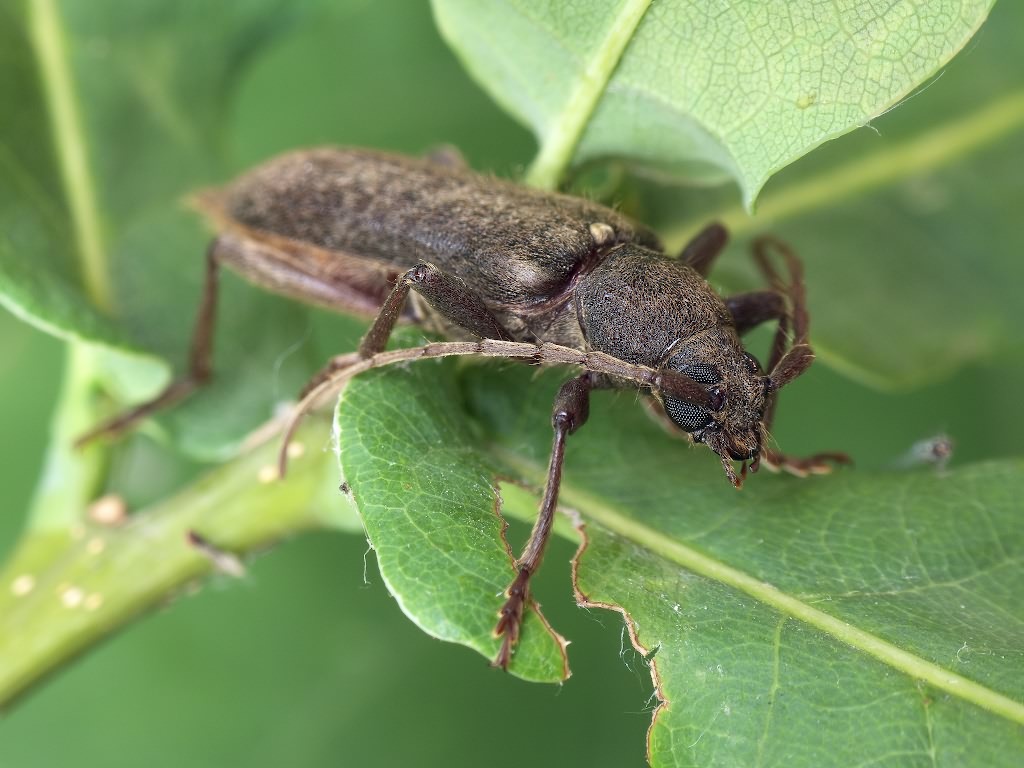 Trichoferus campestris (Faldermann, 1835)